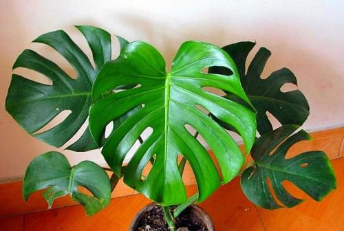 如何檢測(cè)甲醛是否超標(biāo) 如何檢測(cè)甲醛是否超標(biāo)